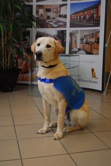 Wilson the Guide Dog sponsored by David Wilson Homes is now 11 months old