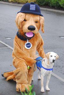 Wellington the David Wilson Homes mascot meets Wilson the Guide Dog for the first time