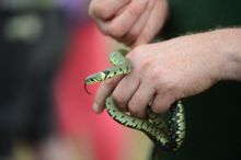 SGB_8884 - a grass snake found in the BioBlitz